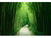 龍門竹海探秘：惠州的綠色寶藏