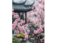 快來抄作業啦~鳳凰溝櫻花季純享攻略出爐啦～