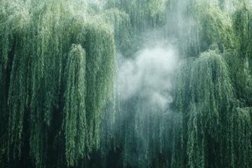 煙雨中的垂柳庭院風(fēng)情