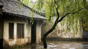 煙雨中的垂柳庭院風(fēng)情