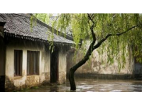 煙雨中的垂柳庭院風(fēng)情