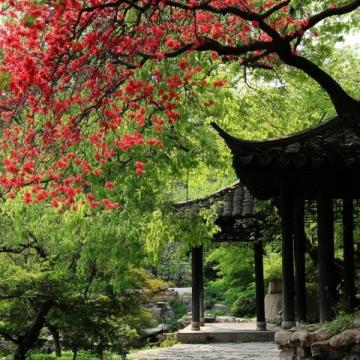 春光明媚，陽光溫柔，成都三圣鄉的江家藝苑如夢似幻