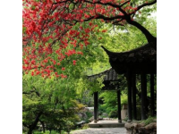 春光明媚，陽光溫柔，成都三圣鄉的江家藝苑如夢似幻