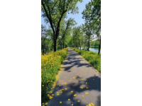 桃源之美:桃源小鎮(zhèn)的奇跡