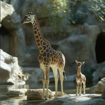 金剛大猩猩的神奇手語互動：動物園里的感人瞬間