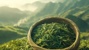 儀征綠楊春茶：低調(diào)中的品質(zhì)之選，明前茶鮮嫩可口不容錯過