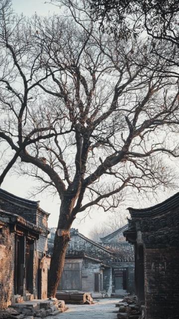 黃河故道上的古桑樹林春節(jié)游記
