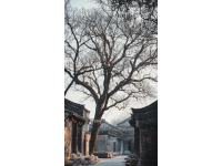 黃河故道上的古桑樹林春節游記