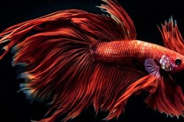石家莊金毛獅王魚出售批發(fā)零售認(rèn)準(zhǔn)誠(chéng)信商家