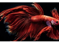 石家莊金毛獅王魚出售批發(fā)零售認(rèn)準(zhǔn)誠(chéng)信商家