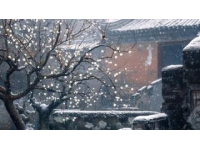2025年正月十三午間賞古詩(shī)正月十三日韓淲筆下的春雪與梅柳美景