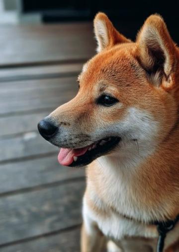 養狗冷知識：狗狗的色覺、嗅覺和地磁場感知能力