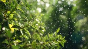 雨聲織春網(wǎng)，心靜自生菩提