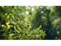 雨聲織春網，心靜自生菩提