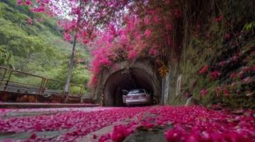 重慶南山植物園花開了嗎(重慶南山植物園花開迷人，就是上山下山太擁堵了...)