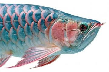 一條七斤重的水庫魚，五人食根本吃不消，售價三十元一斤