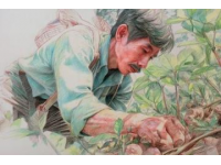 挑選茵陳、摘柳芽、挖薤白的溫馨日常體驗最純粹的鄉(xiāng)村生活