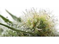 全人培養(yǎng)視閾下常識教育的功能定位與實(shí)現(xiàn)路徑探析
