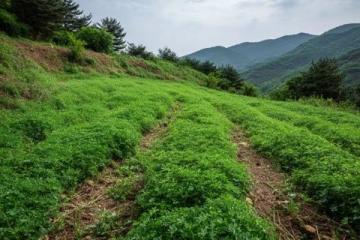 春暖花開的伊犁古道,帶我走進了綠意盎然的美麗世界