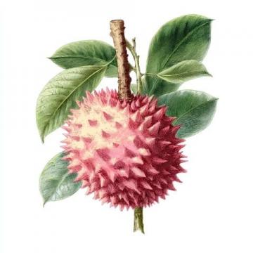 菲律賓榴蓮的故事