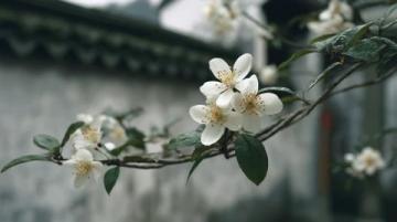 面朝大海春暖花開：湛江深度游，美食美景相伴的香煎帶魚教程