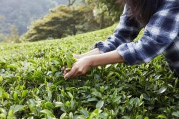 冒著寒風去探尋茶葉之鄉