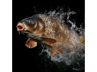 黃河淡水魚入海后命運如何？生存挑戰與生態影響探討