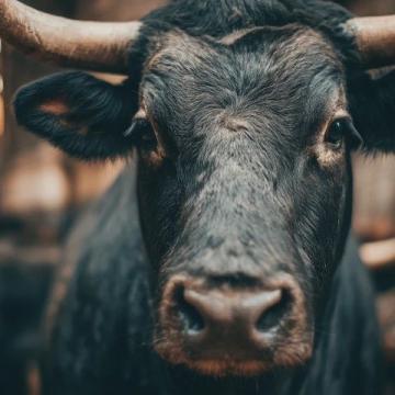 2025年驢肉價格飆升,驢肉火燒比奶茶還貴!背后真相揭秘