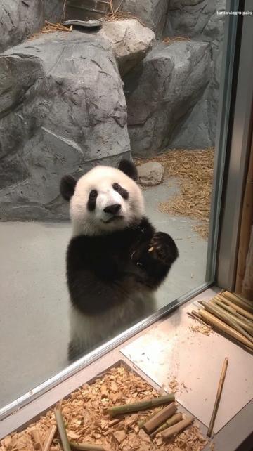 2歲北極看熊,4歲南極看企鵝!這個(gè)杭州娃可能創(chuàng)造了世界紀(jì)錄!如果有機(jī)會(huì)