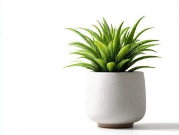 室內綠植養護攻略：揭秘滴水觀音的五大護理技巧