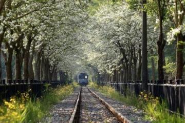 兩日游路線：武大櫻花+東湖綠道，這樣玩不繞路！