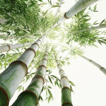 春筍鮮嫩上市，春日味蕾盛宴，探尋健康活力之源