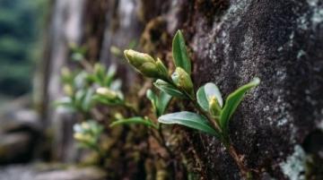 常喝的茶葉有哪些?綠茶中的春日鮮爽代表:西湖龍井與黃山毛峰