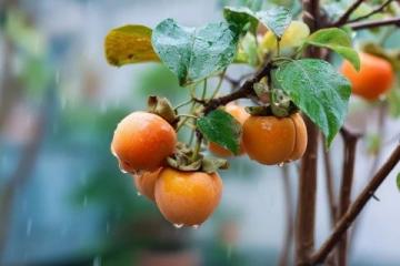 廣西大學生李帥入贅桂林,種植甜脆柿子,日賺500多元