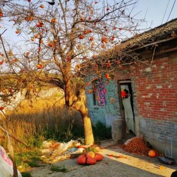 周口農村:春節前軍叔跟風種蘑菇村民:他們家常年的生意