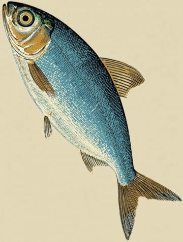 一直以來(lái),家里老人最喜歡的海魚(yú)當(dāng)屬黃翅魚(yú),有野生,有養(yǎng)殖,價(jià)格不一樣
