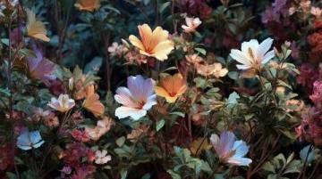 一年一度吃花季來了
