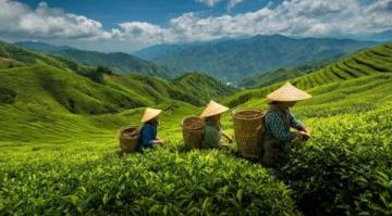 常喝的茶葉有哪些?綠茶中的春日鮮爽代表:西湖龍井與黃山毛峰