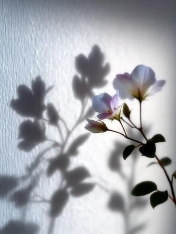 攝影技巧分享:光影藝術(shù),捕捉生活中的溫度與美好