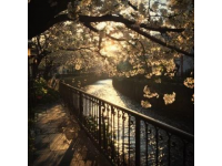 南京橋下長(zhǎng)白島桃林春日盛景