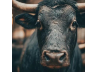 2025年驢肉價格飆升，驢肉火燒比奶茶還貴！背后真相揭秘