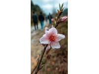 逃離都市喧囂：探尋杭州西溪濕地里的隱世桃源——十里芳菲度假村