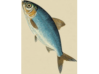 一直以來(lái)，家里老人最喜歡的海魚(yú)當(dāng)屬黃翅魚(yú),有野生，有養(yǎng)殖，價(jià)格不一樣