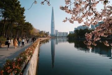 錦繡川河堤上的春日野餐記