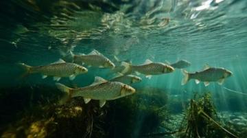 野生黃翅魚(yú):近海經(jīng)濟(jì)價(jià)值高,蔡瀾稱其為“世界最美味