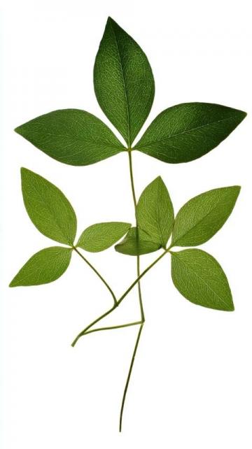 番薯葉怎么做好吃又香(番薯葉怎么做好吃？加上一把大蒜，掌握3步)