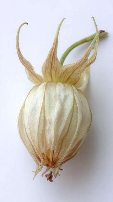 春天的味道與營養(yǎng):四種適合孩子的春芽美食