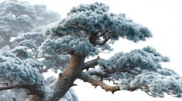 19節(jié)：樹化玉收藏指南，從精準(zhǔn)身世到稀有珍藏