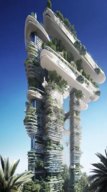 澳洲日志：水培九層塔綻放花朵の生命之美