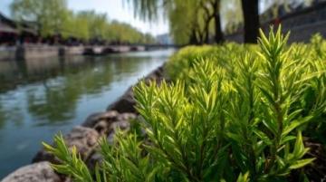 南京銀杏湖：自然與人文的和諧交融